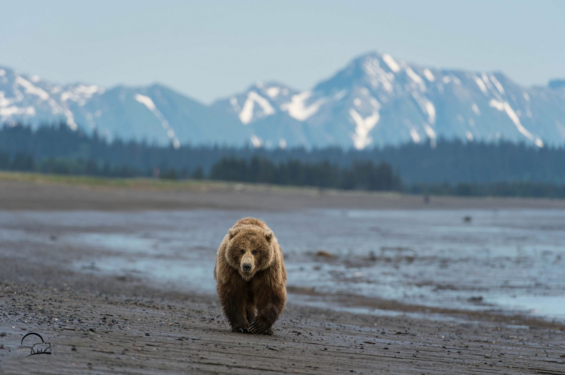 bears water snow winter travel landscape outdoors mammal nature lake mountain daylight