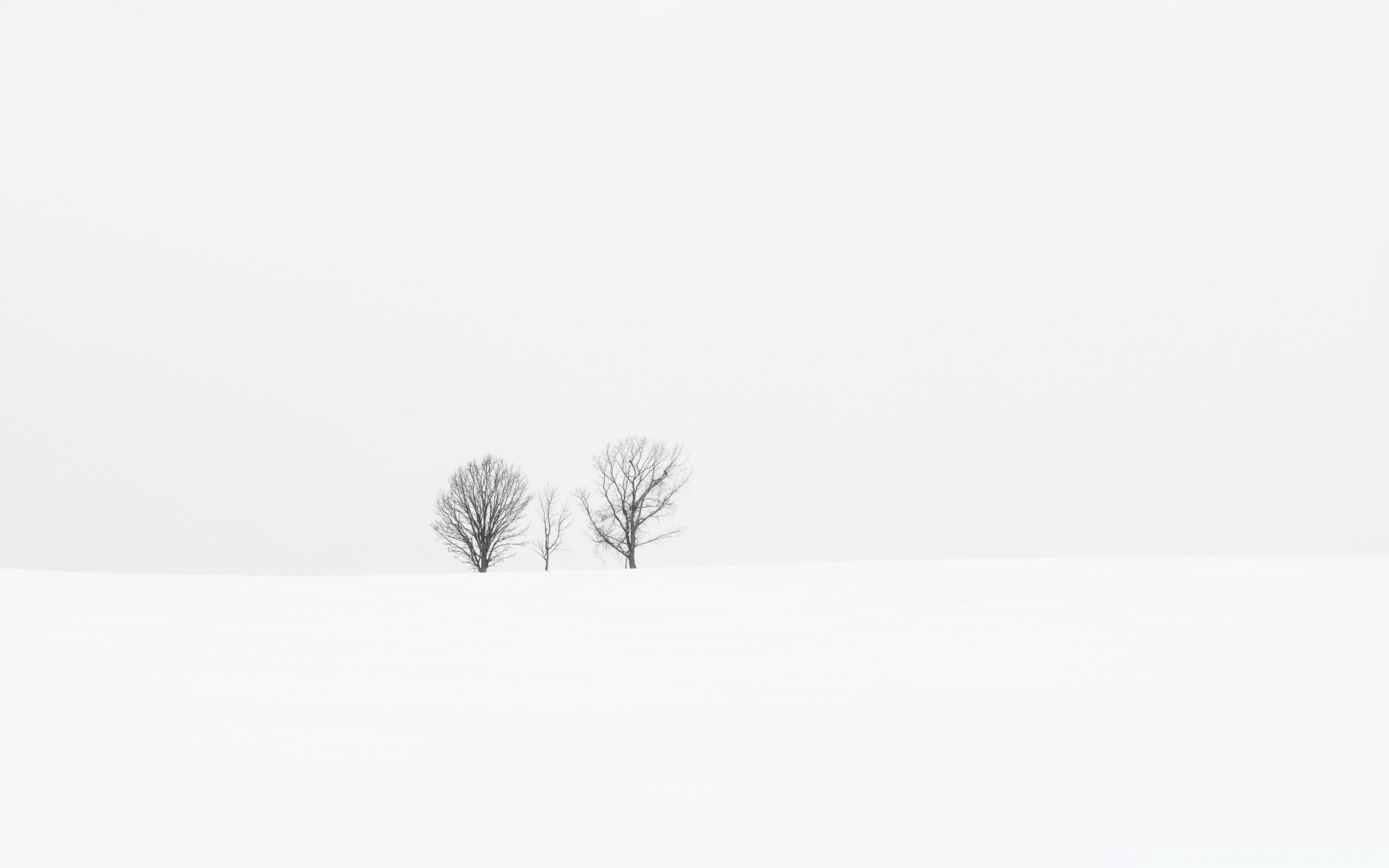 blanc brouillard arbre hiver paysage nature neige brouillard froid art silhouette monochrome à l extérieur ciel lumière oiseau