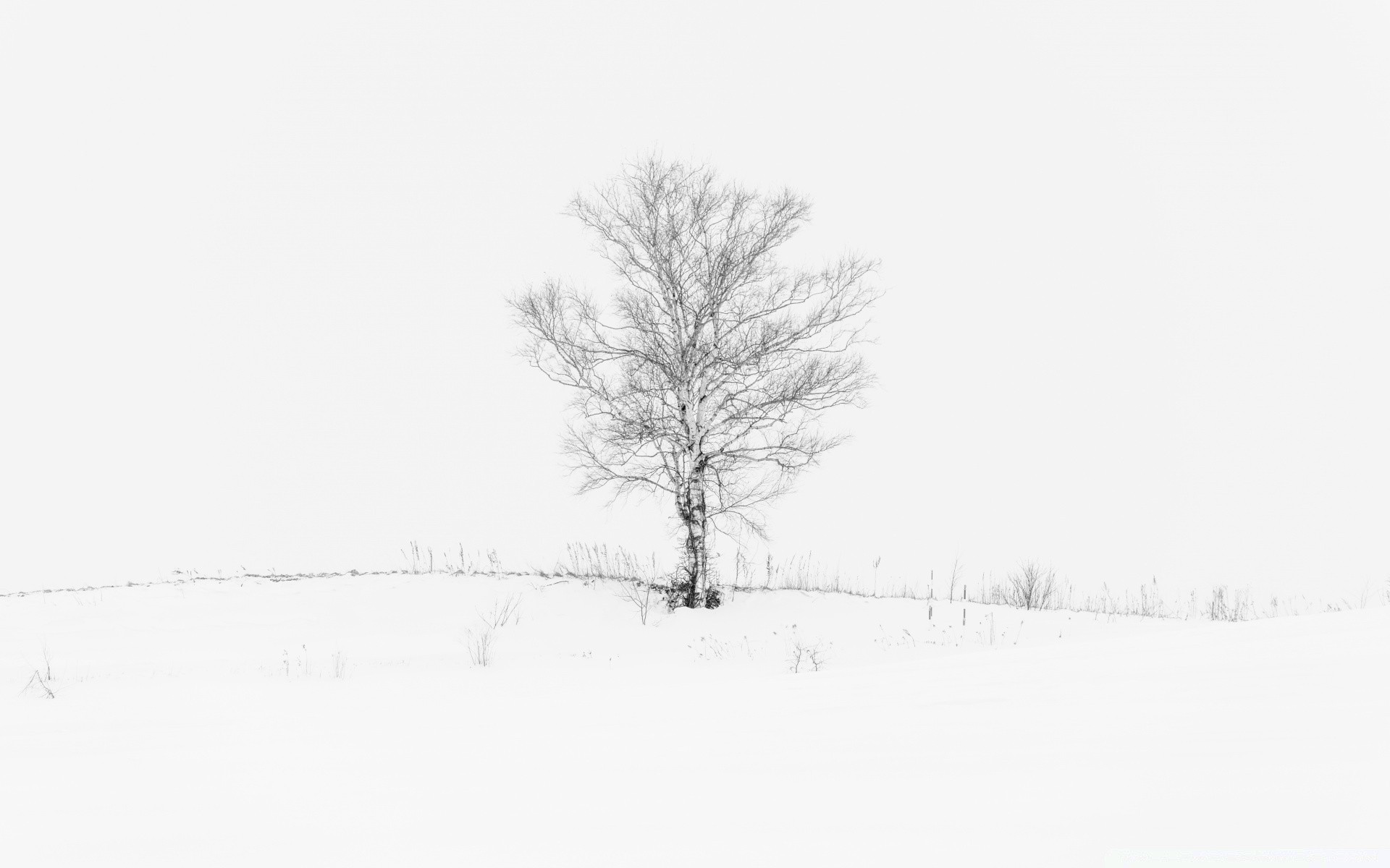 blanco invierno nieve frío árbol escarcha niebla madera congelado temporada tiempo naturaleza paisaje tormenta de nieve rama niebla solo soledad hielo