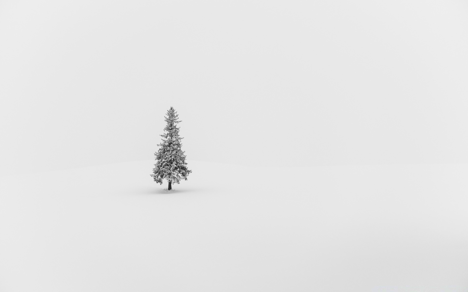 bianco inverno neve natale albero freddo nebbia paesaggio natura gelo uccello ghiaccio cielo congelato legno all aperto arte