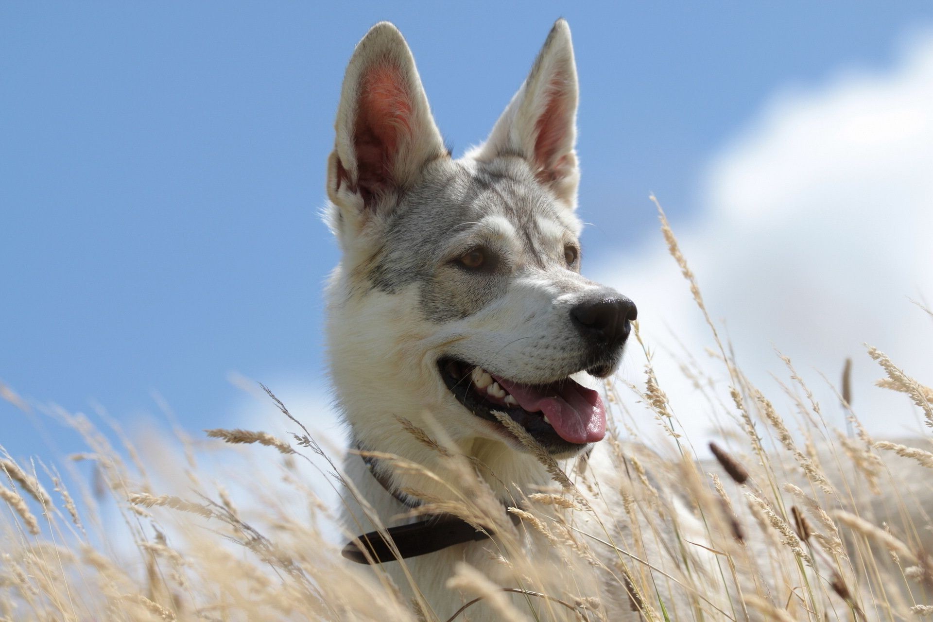 köpekler köpek köpek eğitmeni memeli evde beslenen hayvan portre doğa hayvan sevimli açık havada