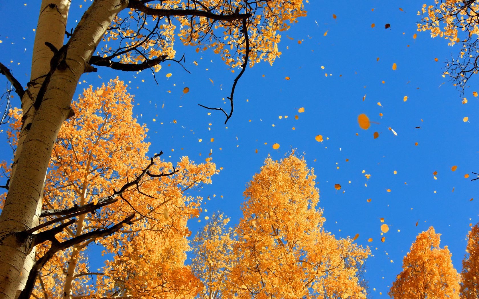 feuilles automne arbre feuille bois saison branche nature paysage érable lumineux pittoresque beau temps couleur à l extérieur or