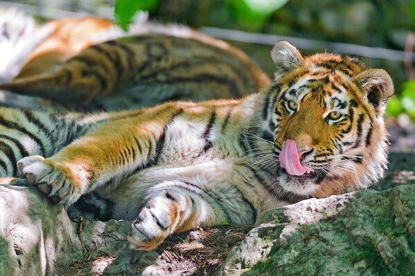 Ein wilder Tiger liegt auf den Steinen