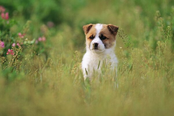 Ein kleiner Hund späht aus dem Gras