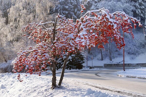 A tree in the snow by the road. Winter and frost