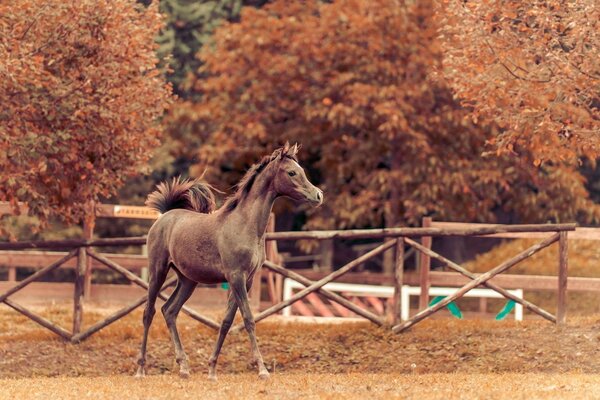 Hermosa foto de un caballo en un fondo de otoño