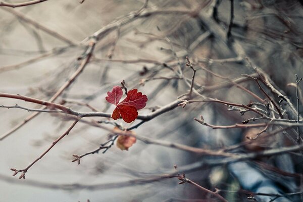 The last red leaf on the tree