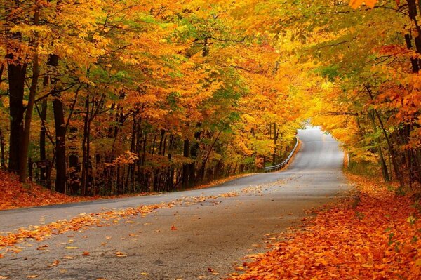 शरद ऋतु की पच्चर और पत्तियों से ढकी एक लंबी सड़क