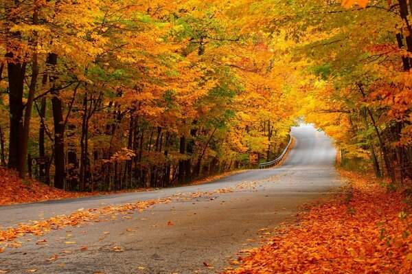 Sonbahar kama ve yapraklarla kaplı uzun bir yol