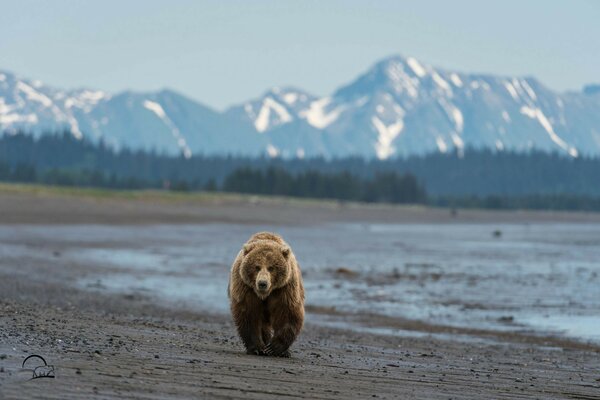 There is a huge bear on the background of the mountains