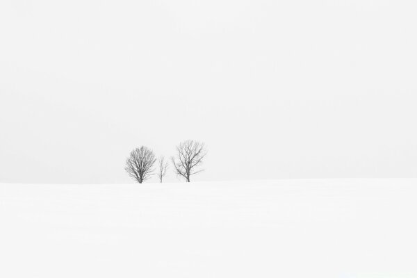 Dans la vallée, deux topales sur le lierre