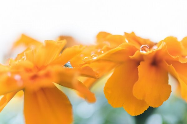 Fleurs orange avec des gouttes de rosée