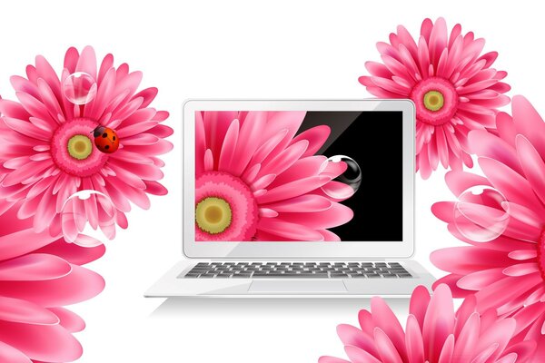 Flores Rosadas sobre un fondo blanco en la computadora portátil