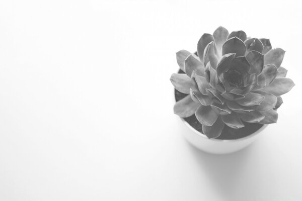 Fleur en pot sur fond noir et blanc