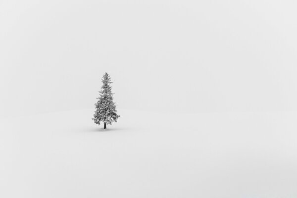 Abeto solitario en la nieve sobre un fondo blanco