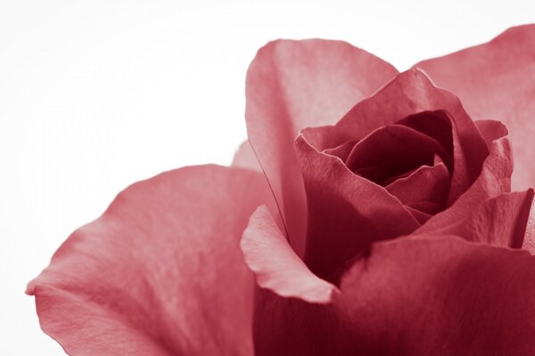 Red rose flower in nature