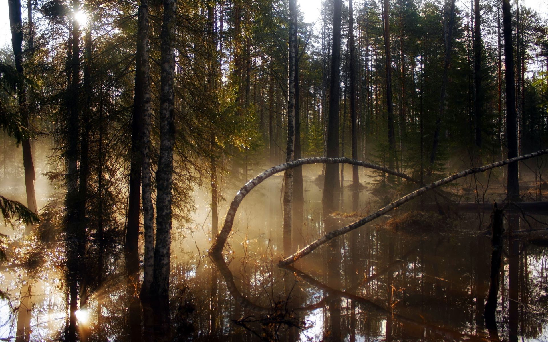 forest wood tree nature landscape mist fog light dawn fall environment park outdoors water winter conifer leaf pine fair weather sun