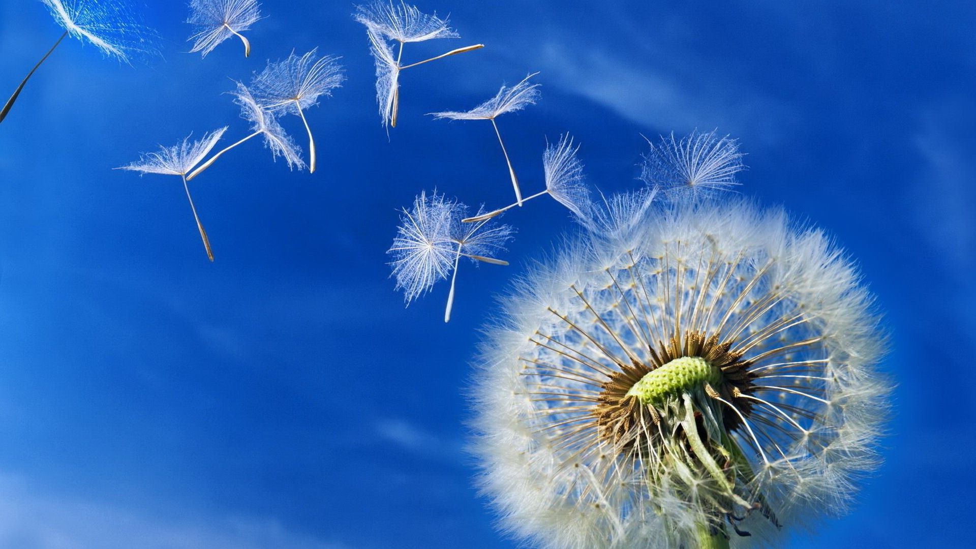 fiori giù natura dente di leone estate cielo crescita fiore vento all aperto luminoso stagione flora seme delicato bel tempo luce ambiente