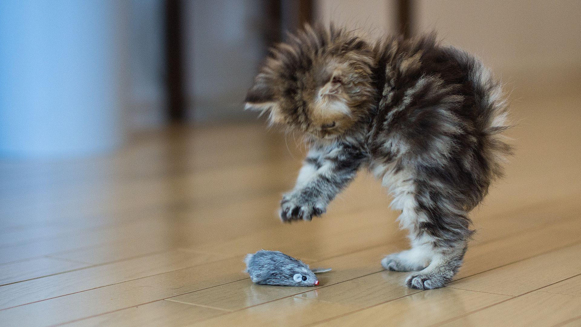 kediler kedi memeli sevimli portre evde beslenen hayvan bulanıklık