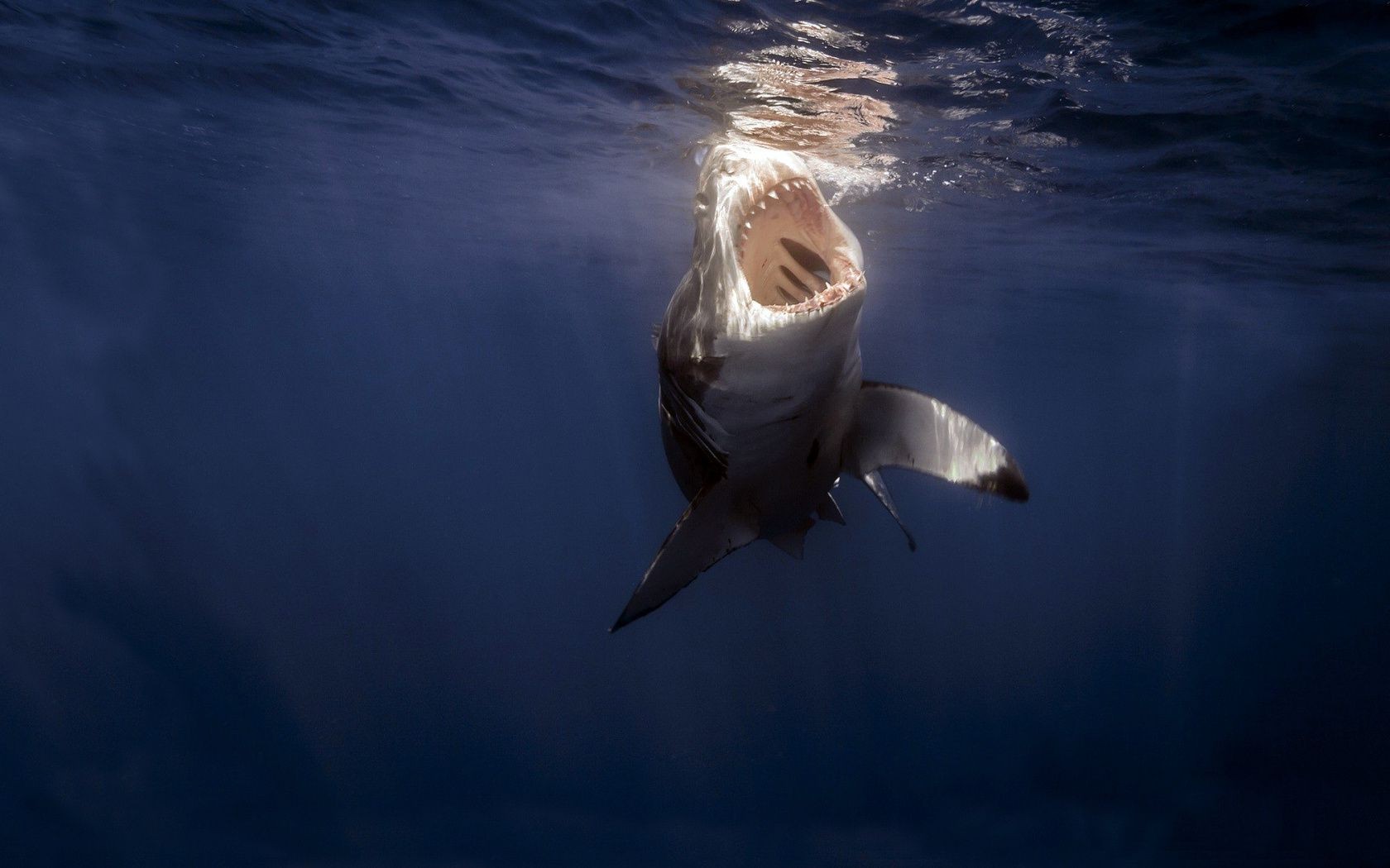 animals water ocean sea bird wildlife seagulls nature outdoors underwater