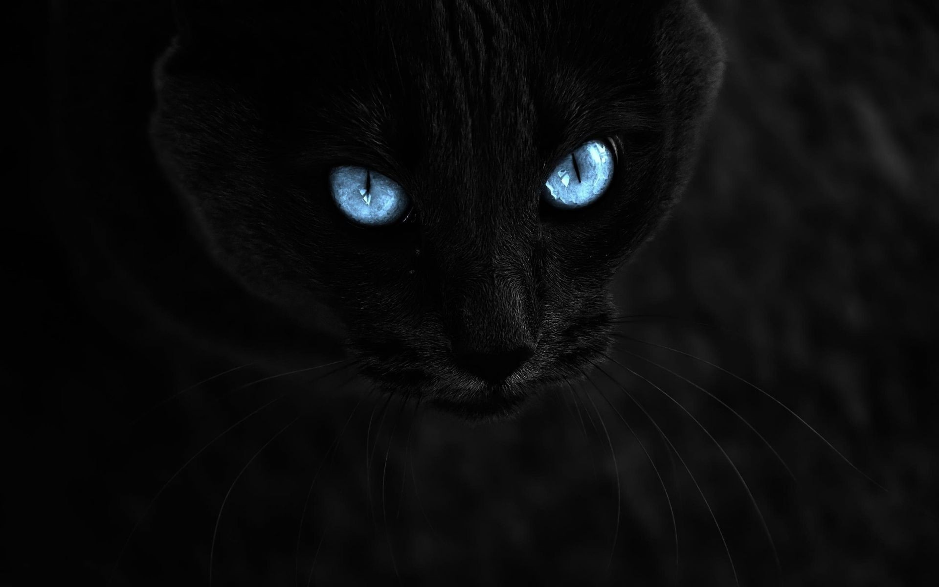 черный кот повязка глаза загрузить