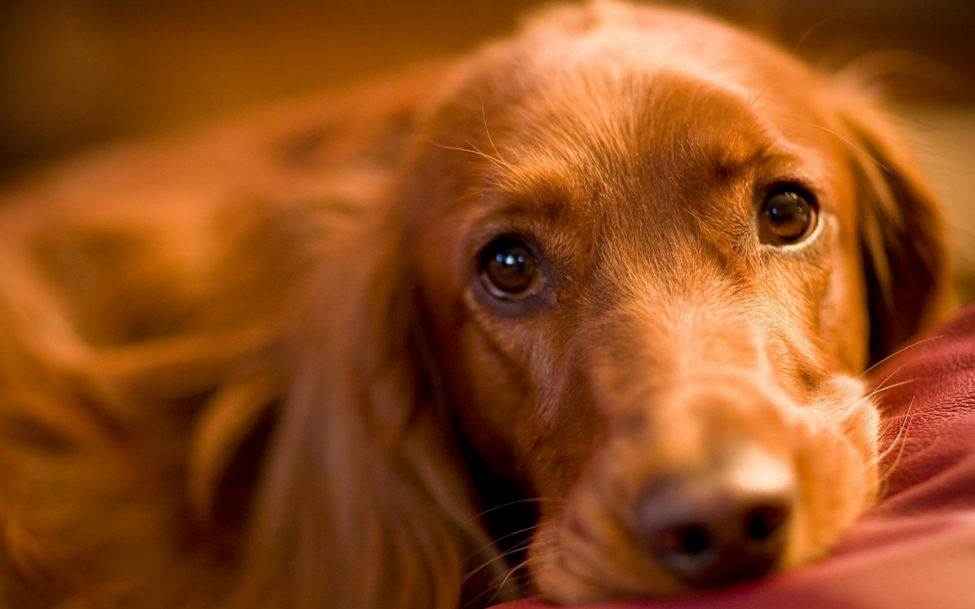 dogs dog portrait pet cute canine puppy mammal animal one studio eye fur adorable sit looking little