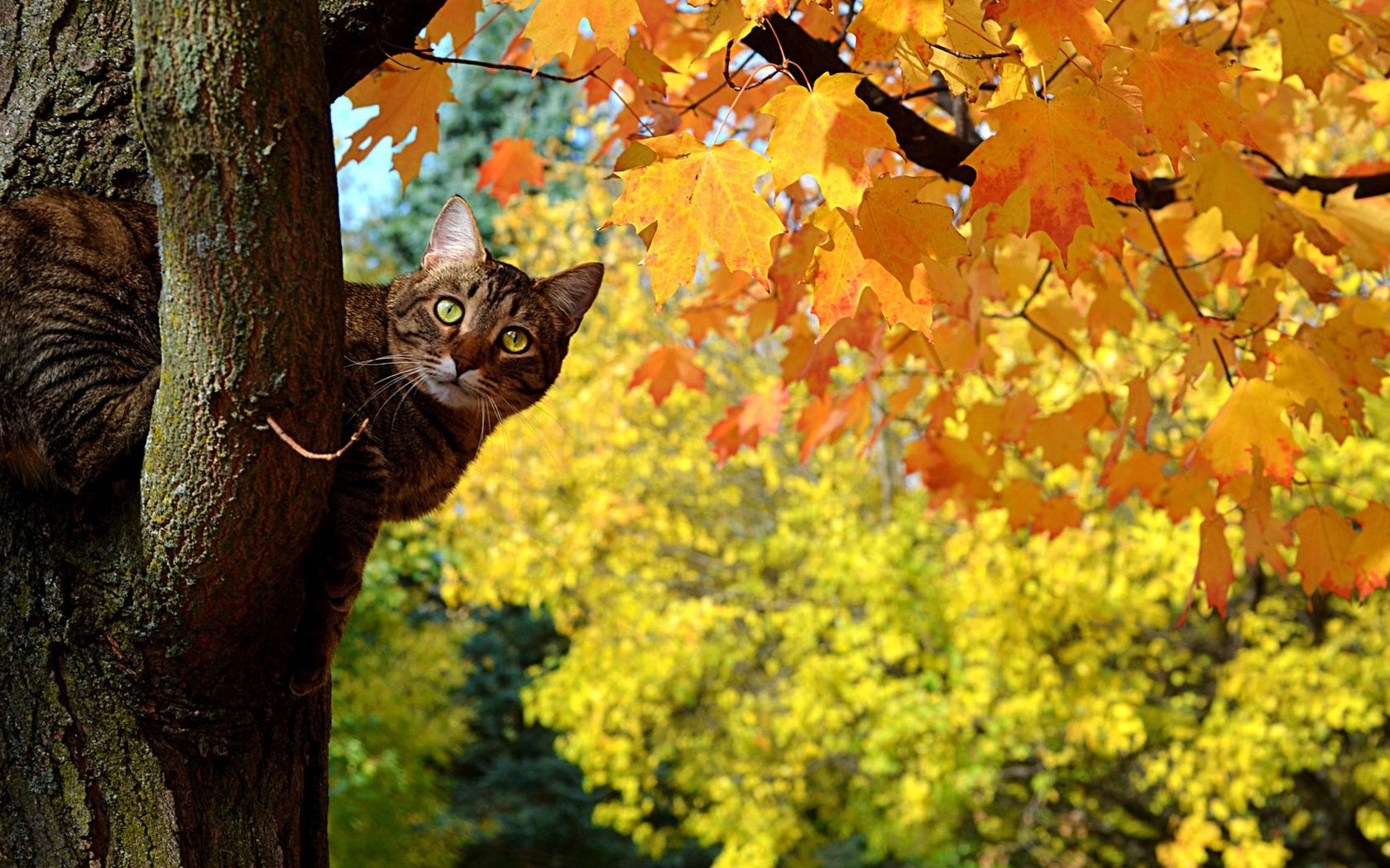 猫 秋天 树 叶 自然 季节 枫树 户外 公园 颜色 植物 木材 花园 明亮 桌面 分支