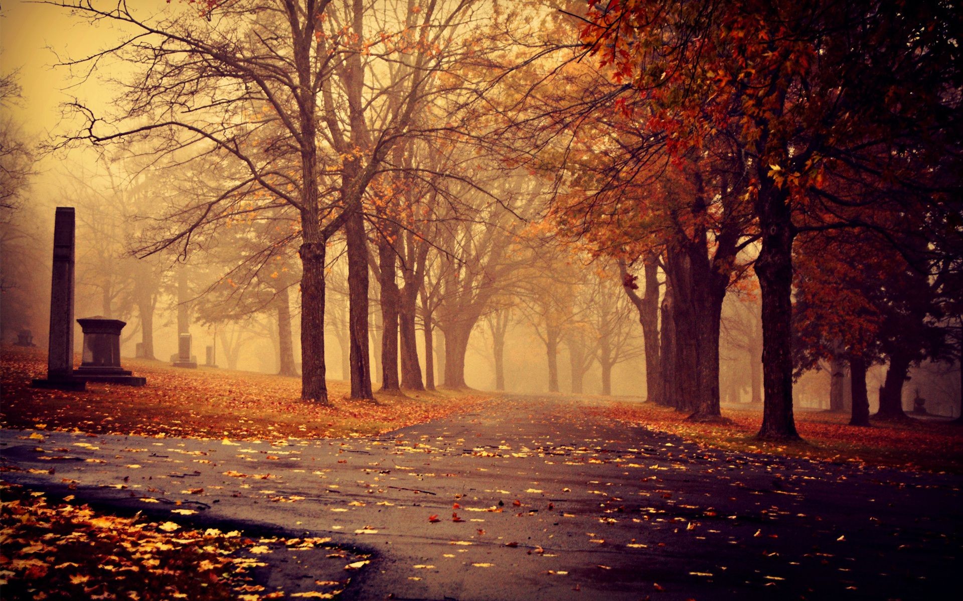 ville et architecture automne arbre aube brouillard ruelle brouillard feuille paysage hiver parc rétro-éclairé bois lumière route