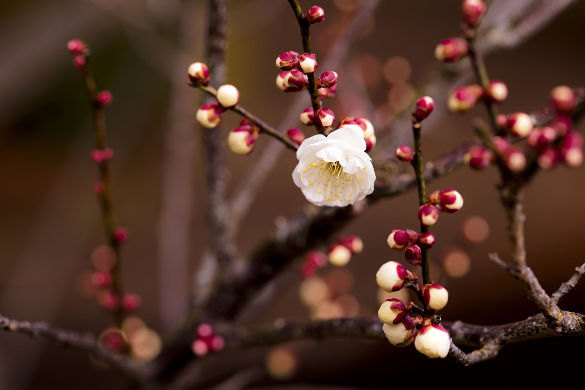 piante fiore inverno natura ramo albero ciliegia dop flora mela rosa foglia sfocatura compagno colore