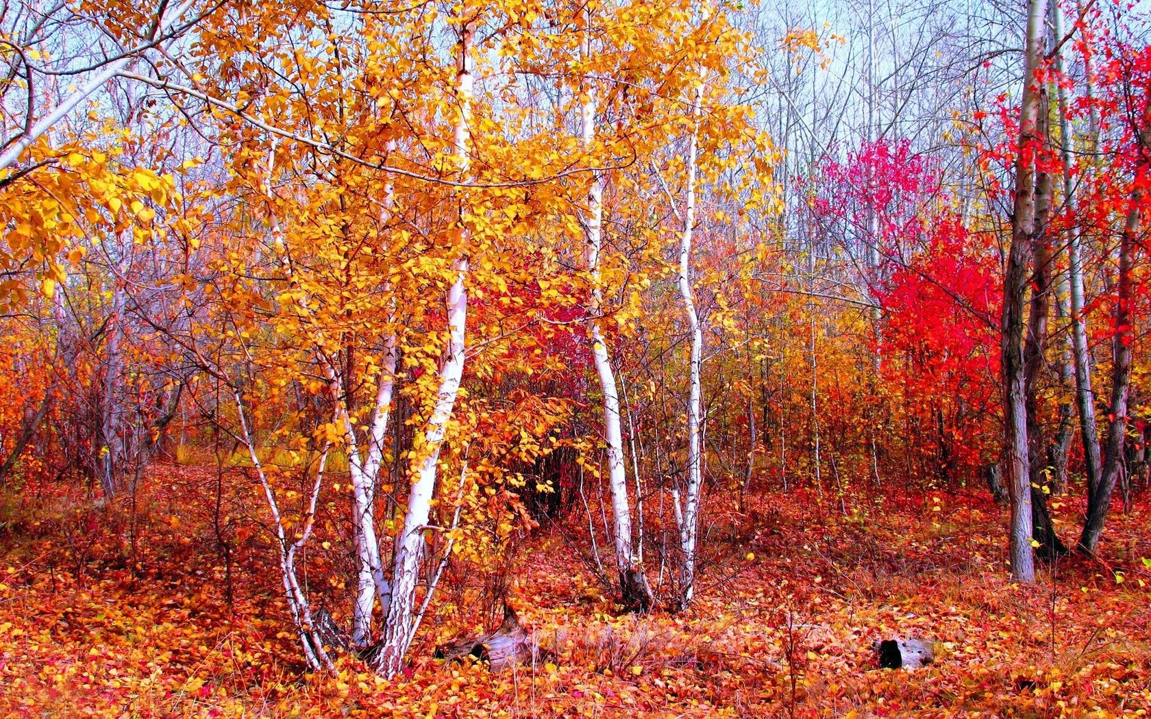 herbst herbst blatt saison holz holz park landschaft zweig natur ahorn gold hell gutes wetter szene landschaft landschaftlich veränderung umwelt im freien wanderweg