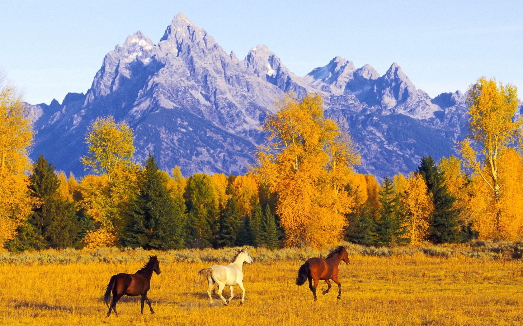 caballos otoño montañas al aire libre madera escénico paisaje árbol naturaleza luz del día heno nieve