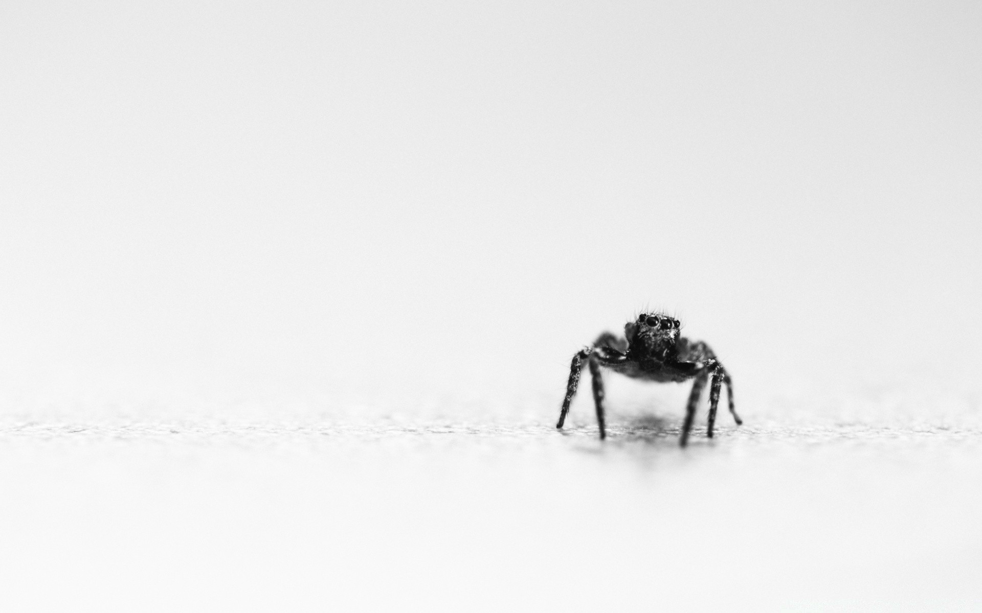 bianco neve inverno freddo natura fauna selvatica singolo all aperto nebbia