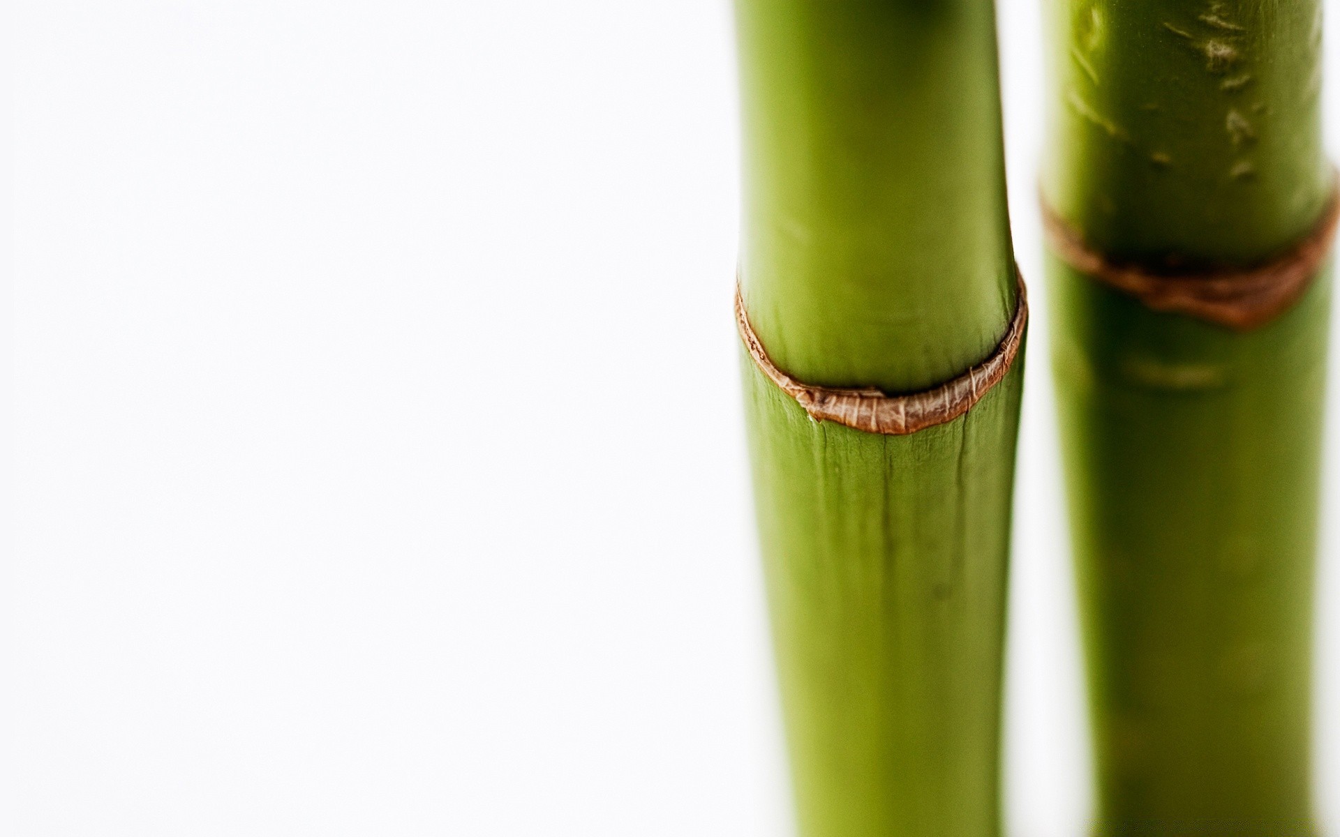 weiß bambus blatt natur zen