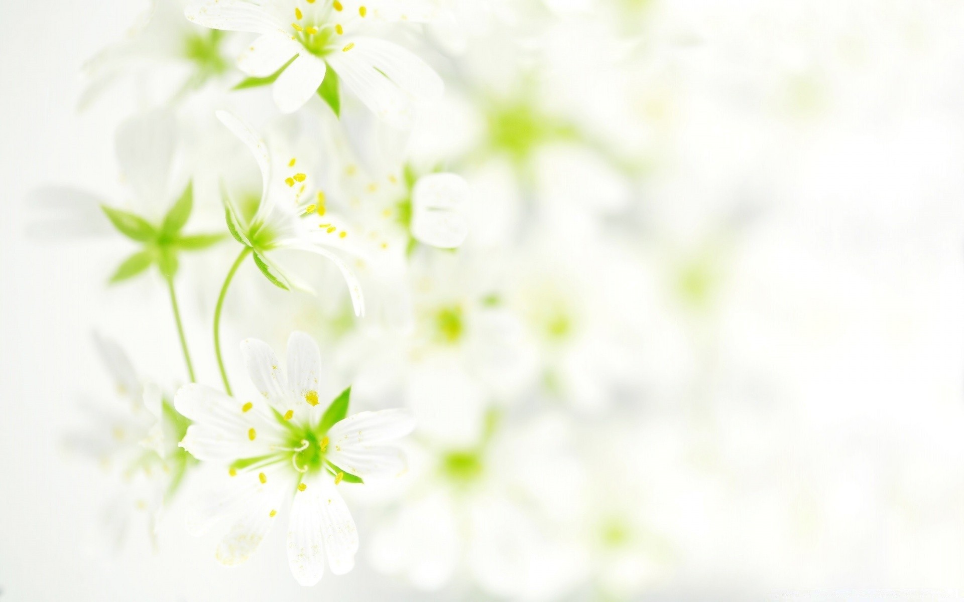 white flower nature flora garden season summer leaf floral petal blooming growth close-up beautiful bright color blur desktop bud