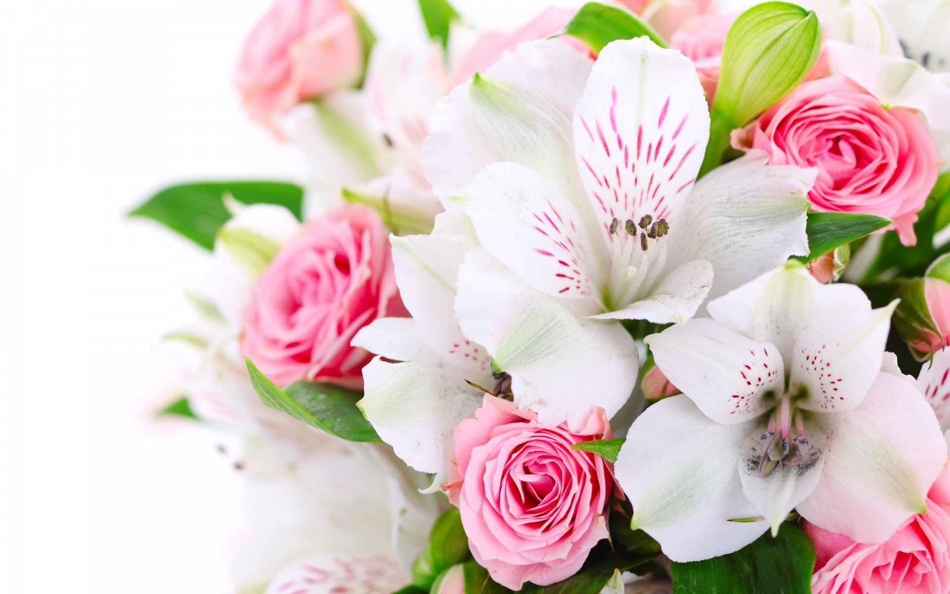 white flower bouquet floral petal romance love rose leaf romantic nature flora blooming wedding gift cluster bud beautiful decoration bright