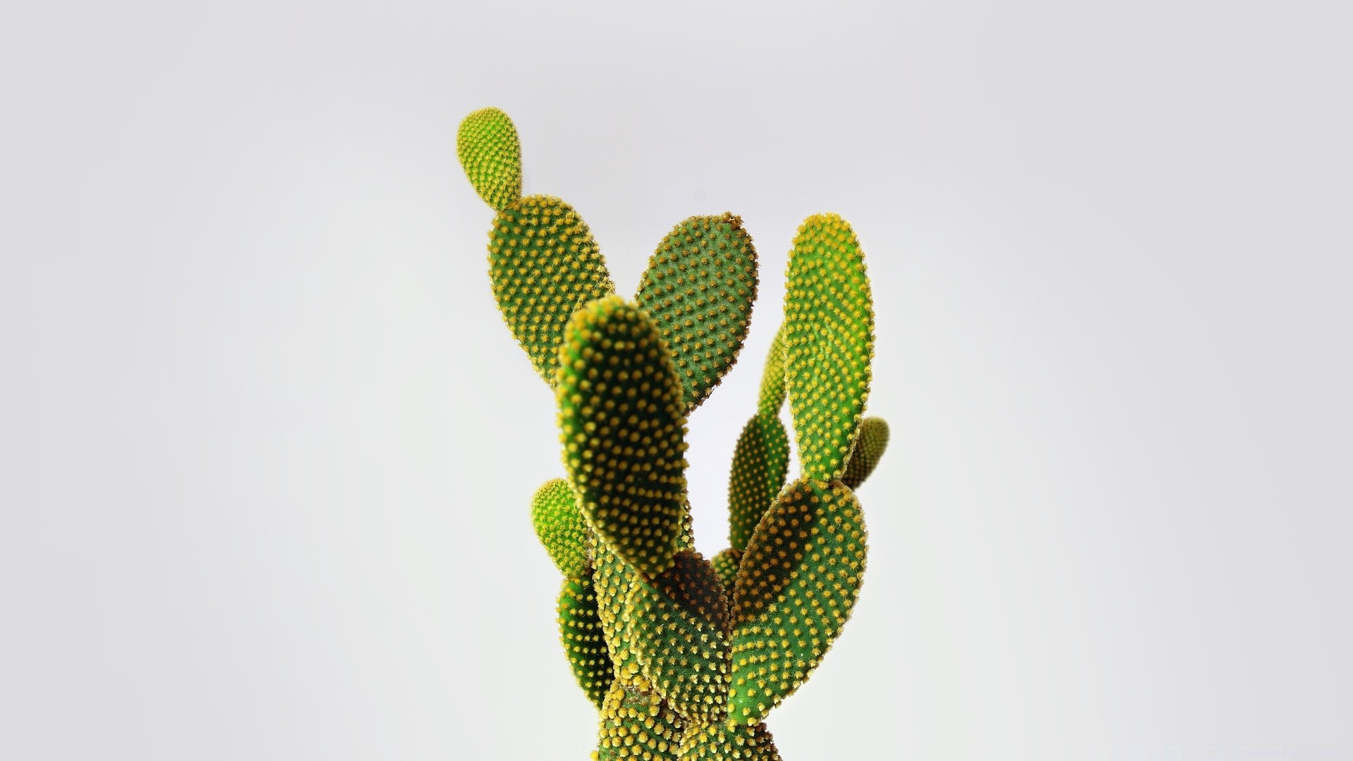 weiß natur flora kaktus wachstum blume baum blatt