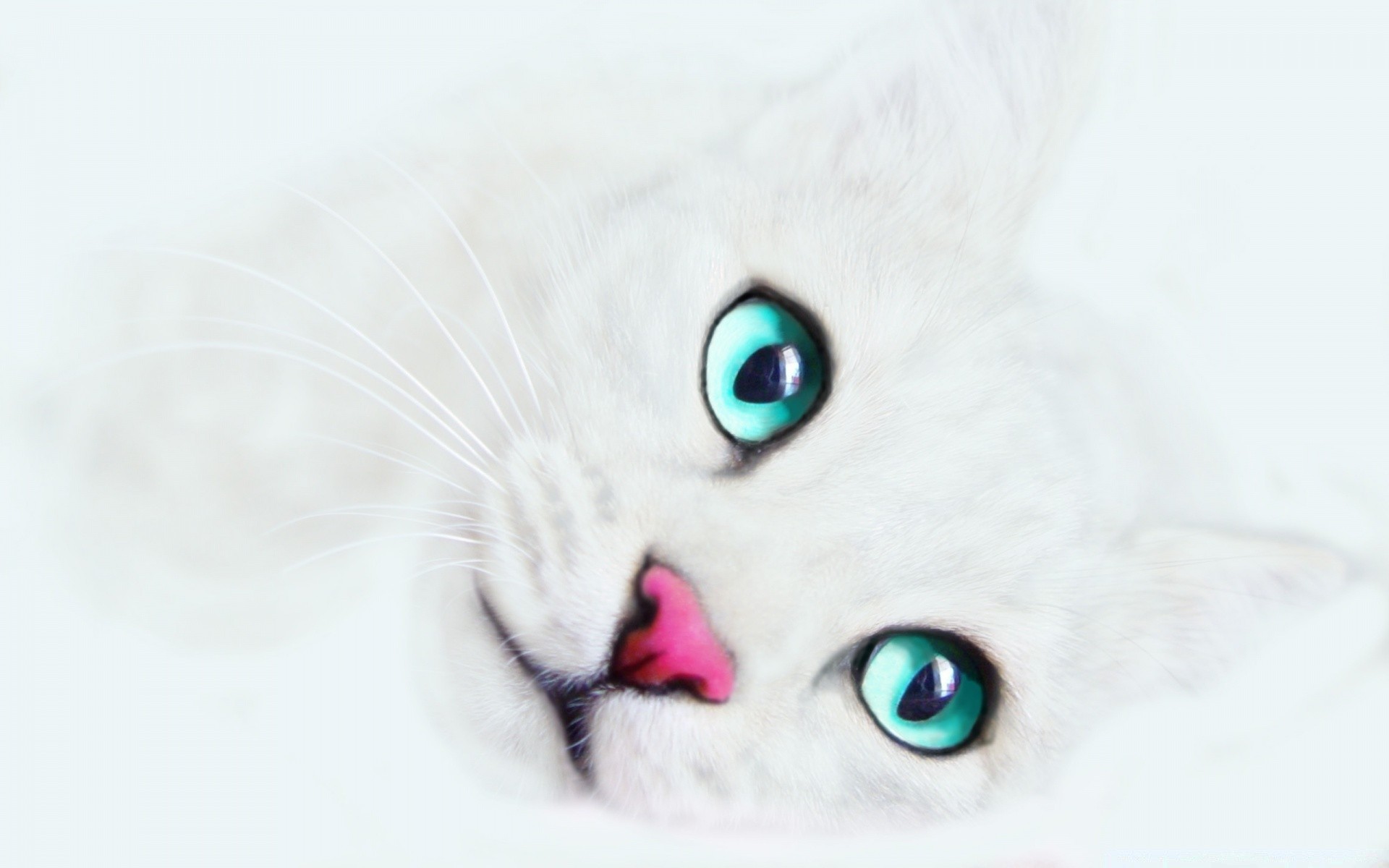 кот белый животное корзина голубые глаза бесплатно