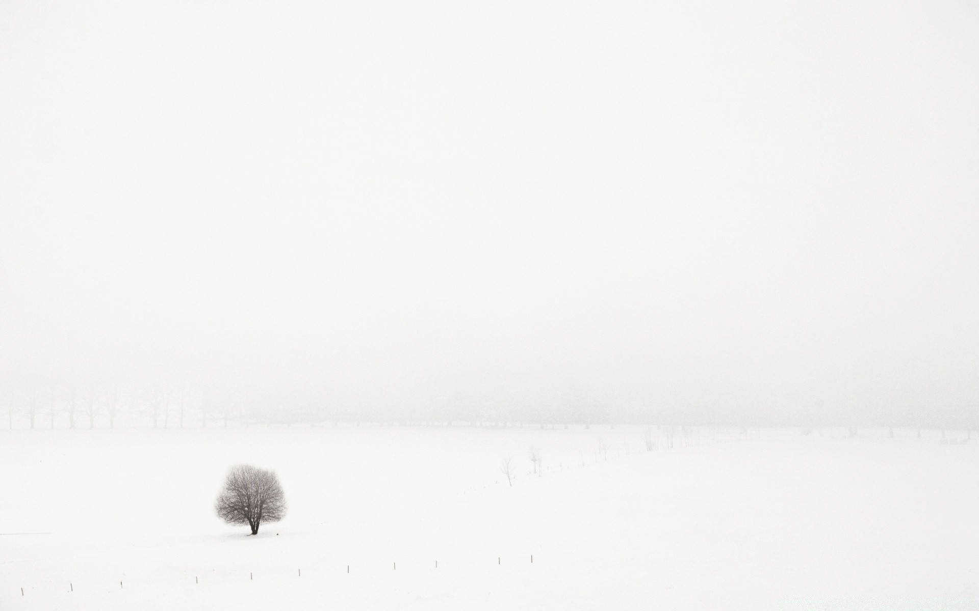 white bird fog snow winter landscape water monochrome art nature beach lake sea one sky outdoors cold mist weather