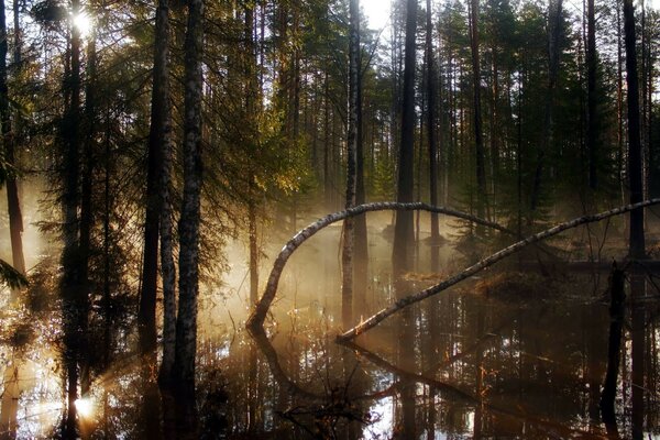 Дерева в лісі стоять, красива природа