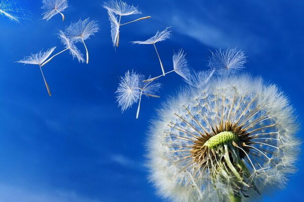 Löwenzahn auf blauem Himmel Hintergrund