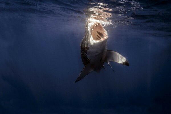 Dangerous predators of the world ocean