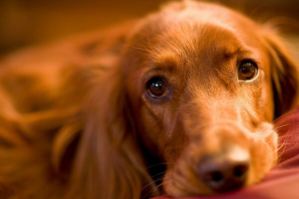 Traurige süße Augen eines roten Hundes