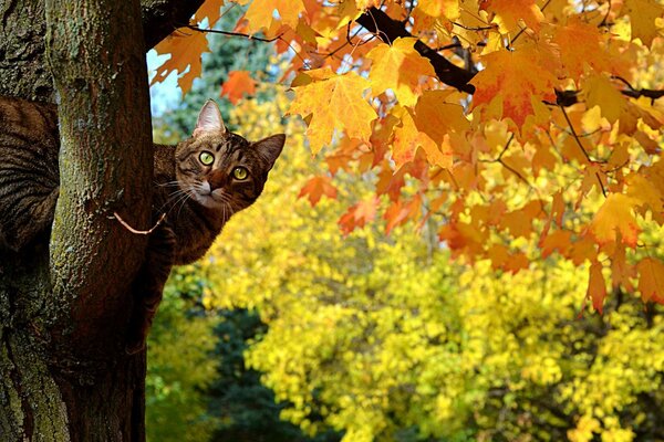 Gato na árvore brilhante do outono