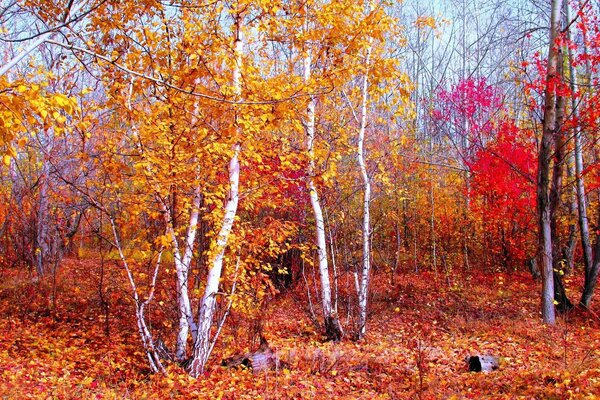 Herbstzeit der Augen