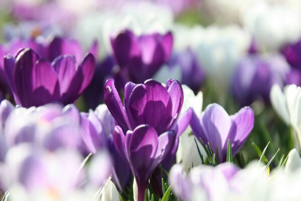 I fiori primaverili sbocciano alla luce