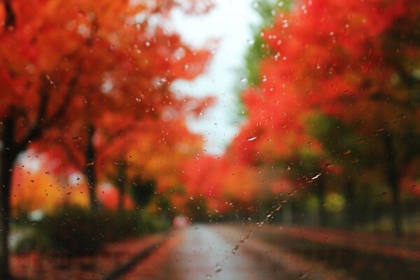 Hermoso paisaje de otoño borroso