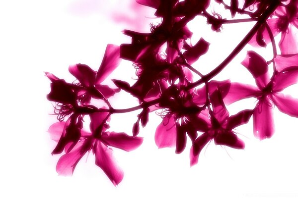 Bright purple twig on a white background