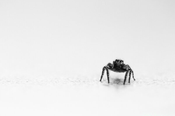 Araña de salto en blanco y negro