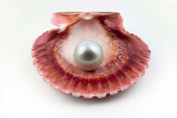 Shell with a large white pearl on a white background