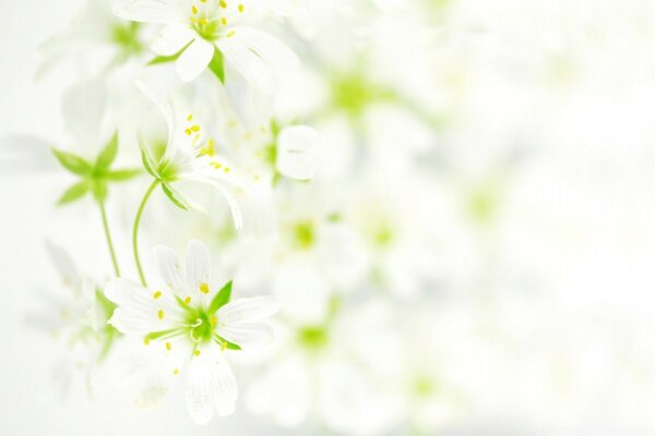 Delicate white flowers in the fog